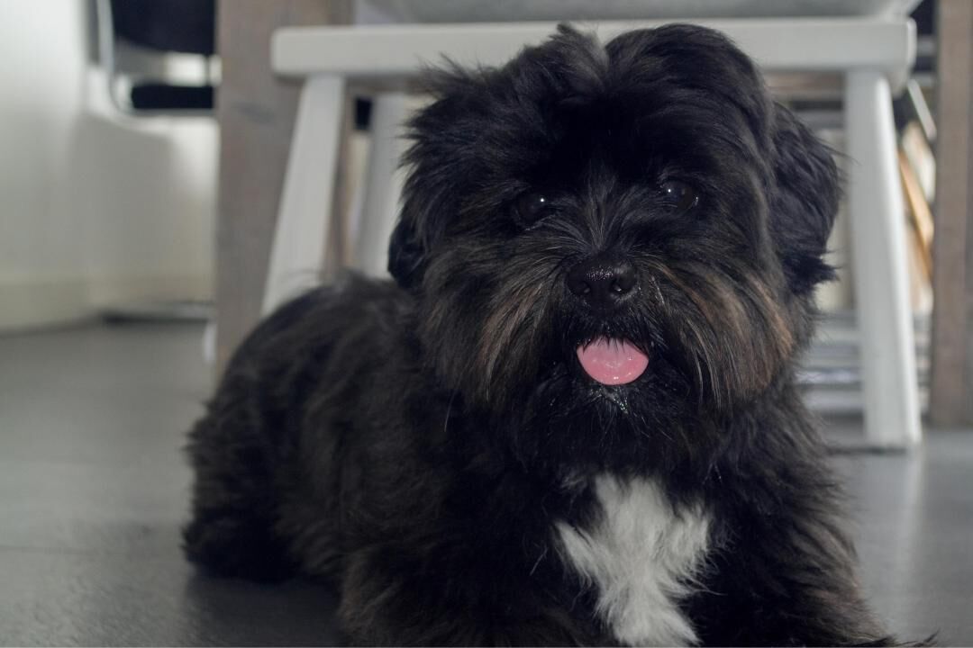 #26. Affenpinscher